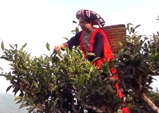 TOP 10 loại trà Việt Nam nhất định phải thử một lần - Ảnh 4