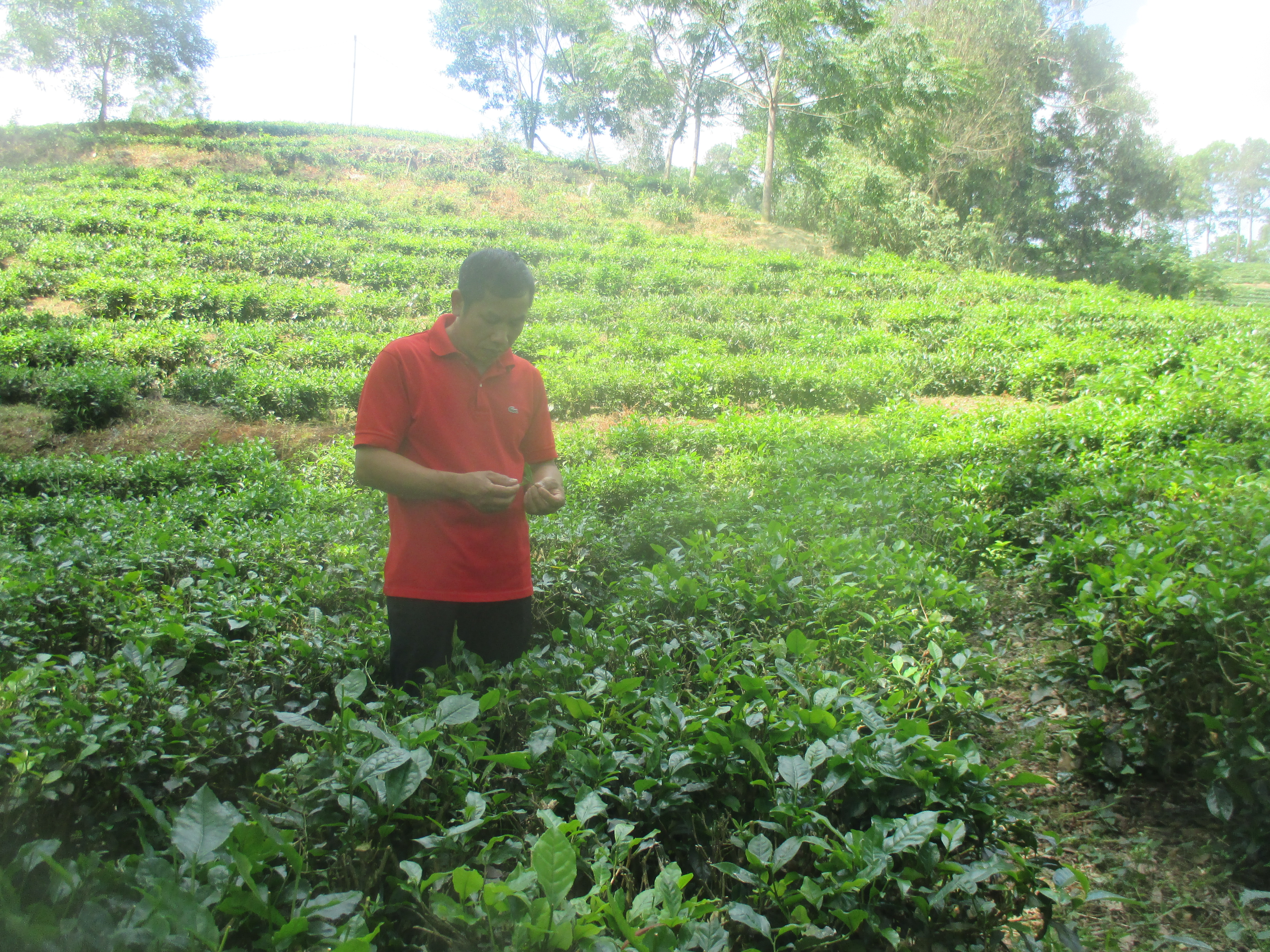 &Ocirc;ng T&ocirc; Văn Khi&ecirc;m tại vườn ch&egrave; x&oacute;m T&acirc;n Th&aacute;i, x&atilde; Tức Tranh, huyện Ph&uacute; Lương, tỉnh Th&aacute;i Nguy&ecirc;n