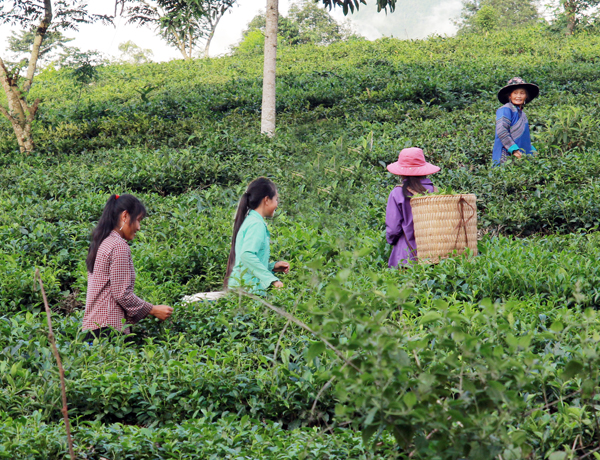 Sản xuất chè bền vững ở Lào Cai