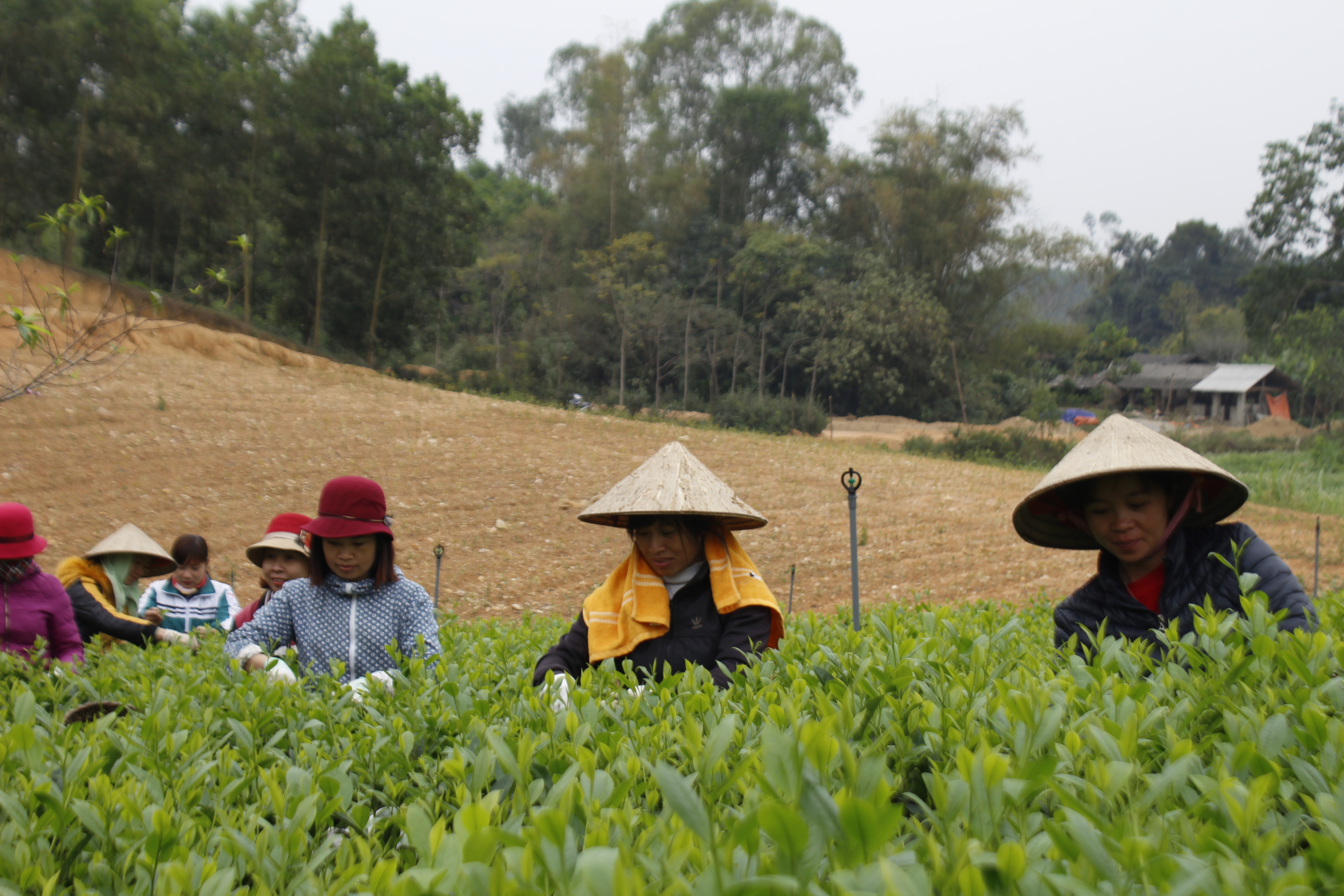 Người d&acirc;n x&oacute;m Phả Lỹ, x&atilde; Văn H&aacute;n, thu hoạch ch&egrave; giống mới - Ảnh : Sơn Thủy