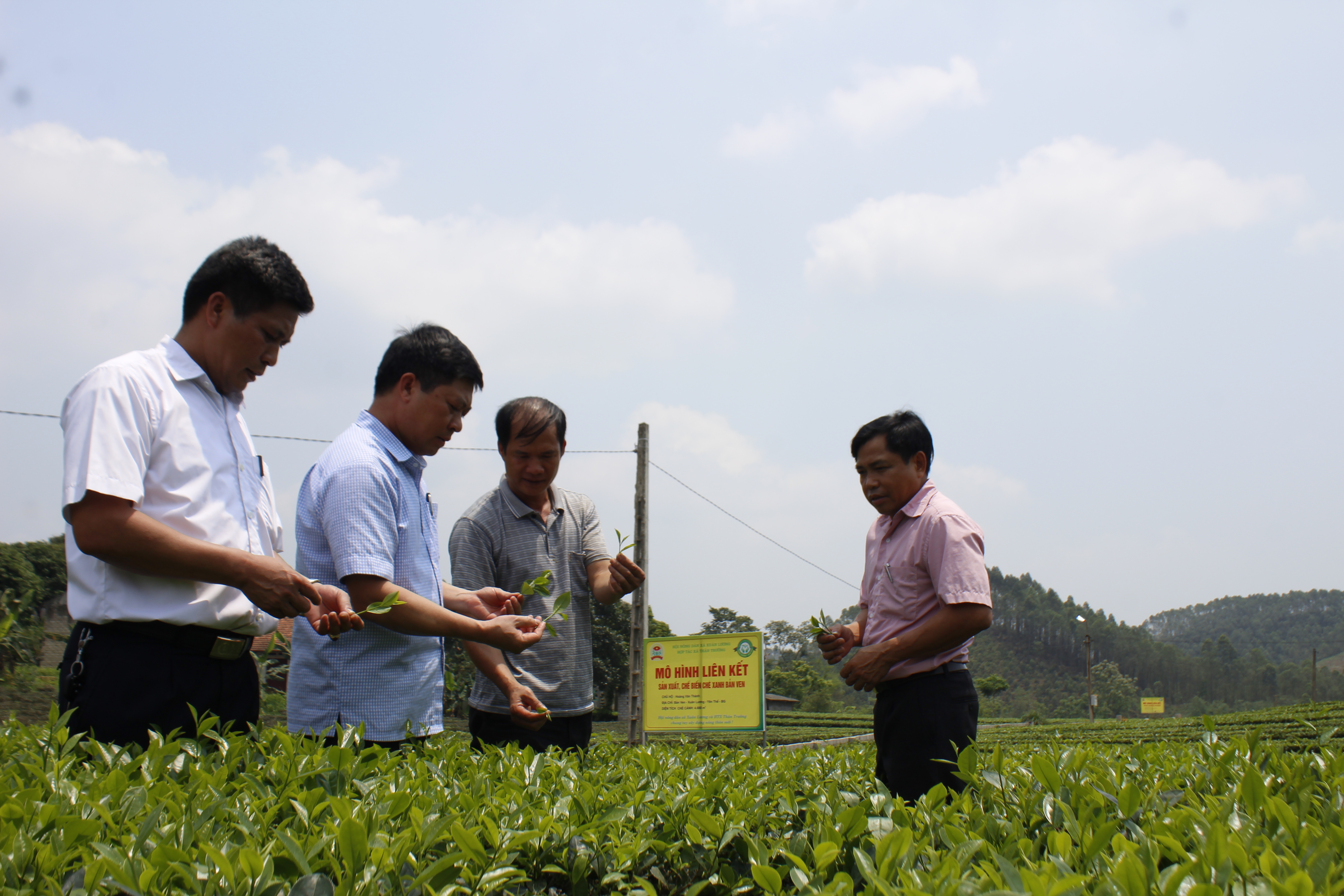 C&aacute;c hộ tham gia li&ecirc;n kết phải tu&acirc;n thủ sản xuất ch&egrave; đ&uacute;ng quy tr&igrave;nh VietGAP v&agrave; hữu cơ - Ảnh: Sơn Thủy