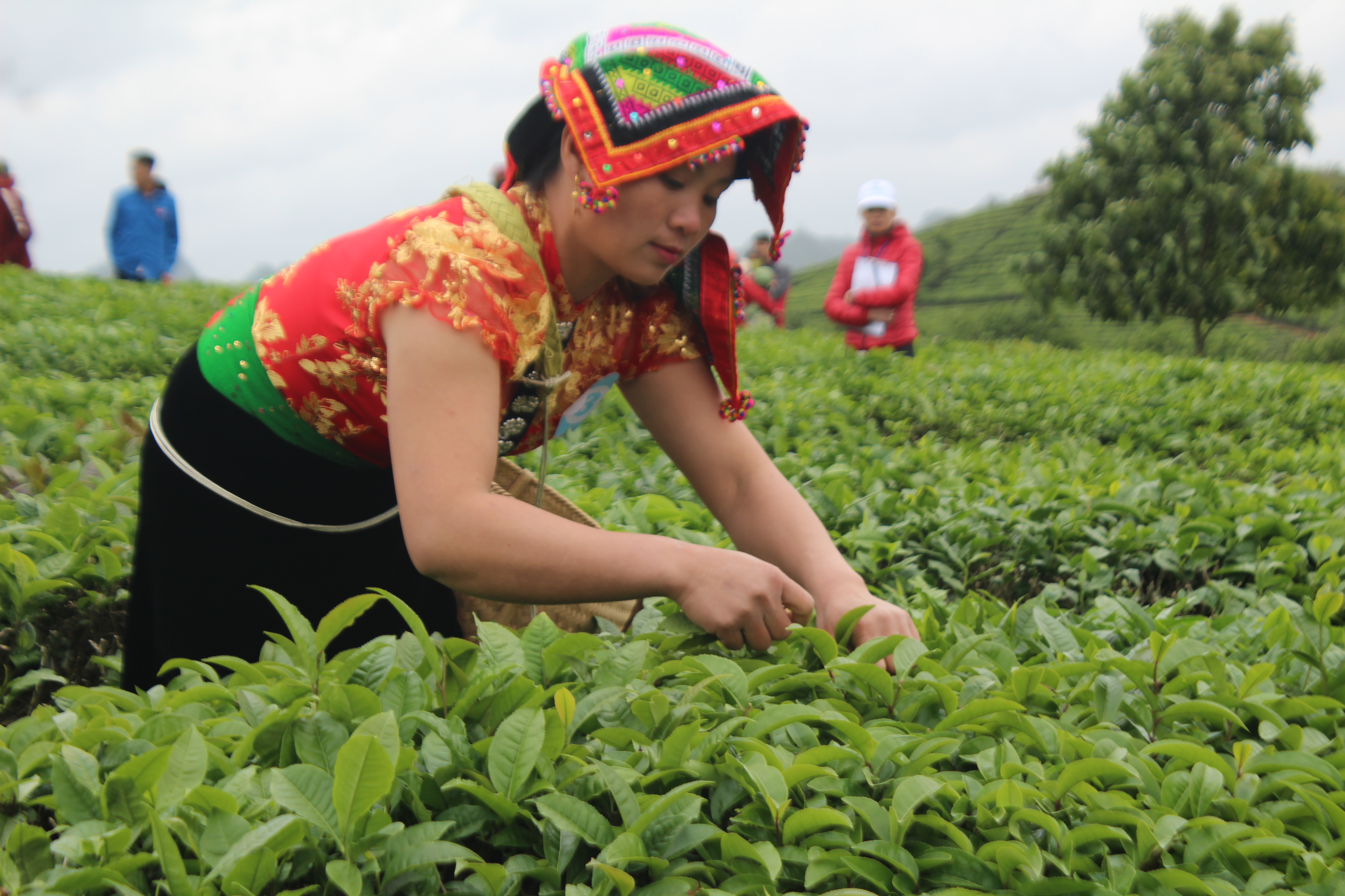 Nhờ c&oacute; c&acirc;y ch&egrave;, cuộc sống của đồng b&agrave;o c&aacute;c d&acirc;n tộc ở đ&acirc;y ng&agrave;y c&agrave;ng ổn định, khấm kh&aacute; hơn