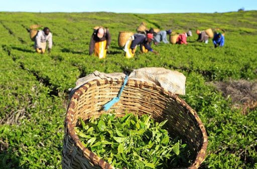 Gi&aacute; ch&egrave; Ấn Độ l&ecirc;n cao nhưng mức xuất khẩu lại bị sụt giảm