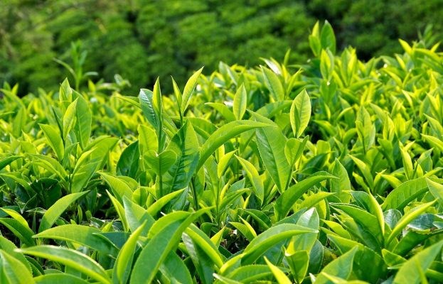 Xuất khẩu ch&#232; mang về hơn 60 triệu USD trong 4 th&#225;ng đầu năm - Ảnh 1