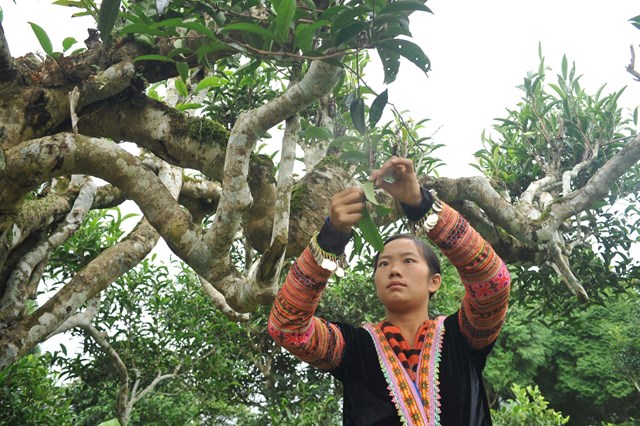 Người H’mông hái trà shan cổ thụ ở Suối Giàng, Yên Bái.