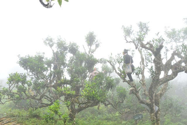 Người Dao thu hoạch trà shan cổ thụ trên dãy Tây Côn Lĩnh, Hà Giang.