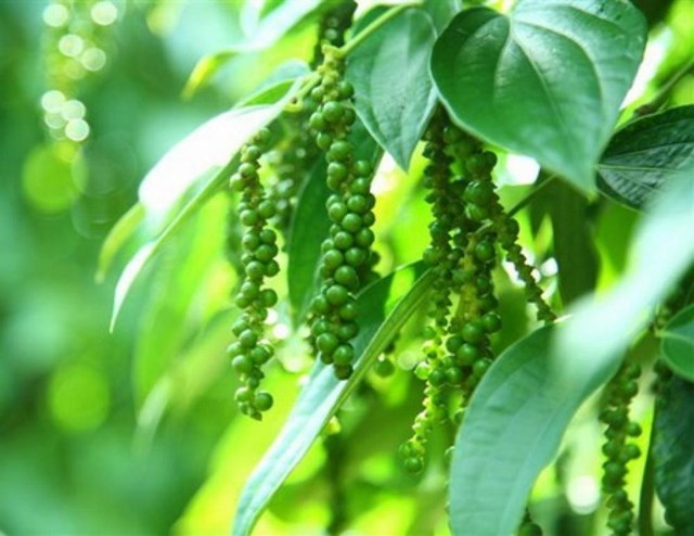 Gi&#225; n&#244;ng sản 19/5: Gi&#225; ti&#234;u tăng nhẹ, gi&#225; c&#224; ph&#234; chững lại chờ diễn biến mới - Ảnh 2