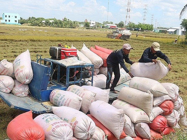 Xuất khẩu gạo sang Trung Quốc 4 th&#225;ng đầu năm 2020 tăng 131% - Ảnh 2