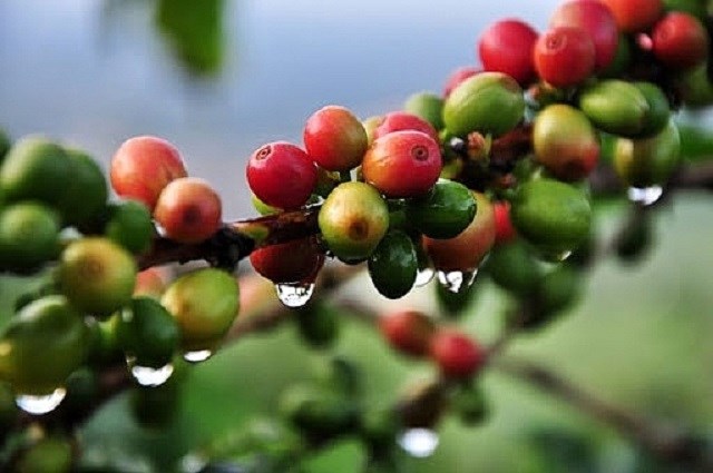 Gi&#225; n&#244;ng sản h&#244;m nay 21/5: Gi&#225; c&#224; ph&#234; chưa c&#243; biến động mới, gi&#225; ti&#234;u tăng nhẹ - Ảnh 1