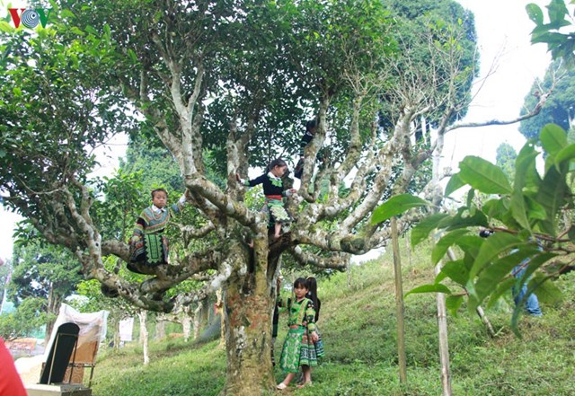 L&agrave; một x&atilde; v&ugrave;ng cao thuộc huyện Văn Chấn, tỉnh Y&ecirc;n B&aacute;i, Suối Gi&agrave;ng nằm tr&ecirc;n độ cao gần 1.400 m, được v&iacute; như Sa Pa, Tam Đảo, Đ&agrave; Lạt bởi kh&iacute; hậu trong l&agrave;nh, m&aacute;t mẻ quanh năm. &nbsp;