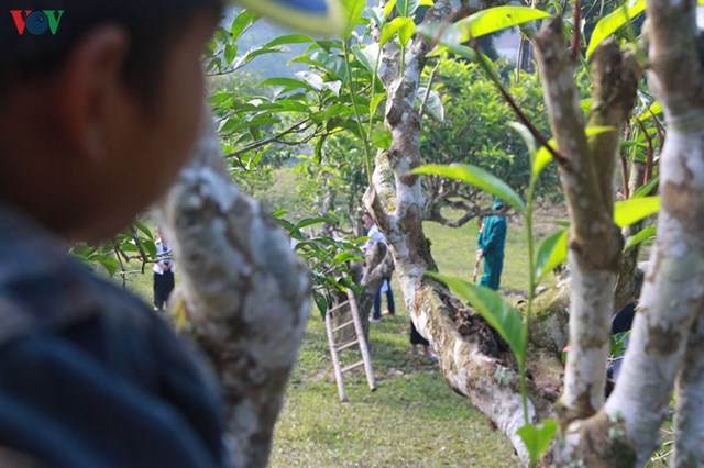 C&acirc;y ch&egrave; Suối Gi&agrave;ng c&oacute; l&aacute; to, d&agrave;y v&agrave; c&oacute; m&agrave;u xanh đậm, sẫm, b&uacute;p ch&egrave; to mập mạp, tr&ecirc;n mặt l&aacute; c&oacute; phủ một lớp l&ocirc;ng tơ mỏng. Một năm ch&egrave; Shan Tuyết được thu hoạch th&agrave;nh 3 vụ trong đ&oacute; vụ cuối thường v&agrave;o khoảng th&aacute;ng 8 đến th&aacute;ng 9 &acirc;m lịch. Để h&aacute;i ch&egrave;, người d&acirc;n phải tr&egrave;o l&ecirc;n th&acirc;n c&acirc;y, đ&ocirc;i khi phải bắc thang để h&aacute;i. &nbsp;