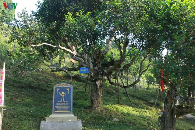 "Từ những năm 1960, c&acirc;y ch&egrave; đ&atilde; mang lại gi&aacute; trị kinh tế cũng như văn h&oacute;a cho v&ugrave;ng đất Suối Gi&agrave;ng thu h&uacute;t du kh&aacute;ch tới thăm quan", theo &ocirc;ng Gi&agrave;ng A Tếnh, Ph&oacute; Ban D&acirc;n vận huyện ủy Văn Chấn cho biết. &nbsp;