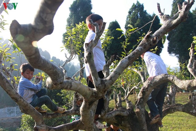 Những c&acirc;y ch&egrave; n&agrave;y sống tr&ecirc;n độ cao từ 1.300 m&eacute;t đến 1.800 m&eacute;t so với mực nước biển. Ch&egrave; Shan Tuyết c&agrave;ng gi&agrave; c&agrave;ng qu&yacute;, c&agrave;ng nhiều tuyết trắng th&igrave; t&iacute;nh dược liệu c&agrave;ng mạnh. &nbsp;