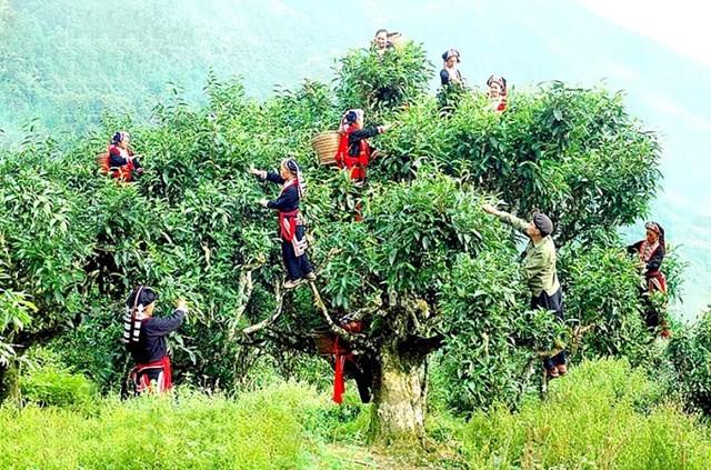 Chè Shan tuyết cổ thụ hàng trăm năm tuổi là đặc sản của dải núi Tây Côn Lĩnh, Hà Giang.