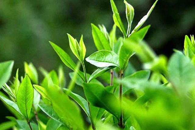 Mỹ tăng cường nhập khẩu ch&#232; Việt Nam trong nửa đầu năm nay - Ảnh 1