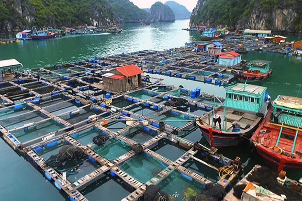 Quảng Ninh: Tổ chức kết nối ti&#234;u thụ thủy hải sản năm 2020 - Ảnh 1