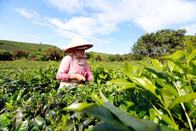 Xuất khẩu ch&#232; 9 th&#225;ng đầu năm sang c&#225;c thị trường chủ đạo sụt giảm - Ảnh 1