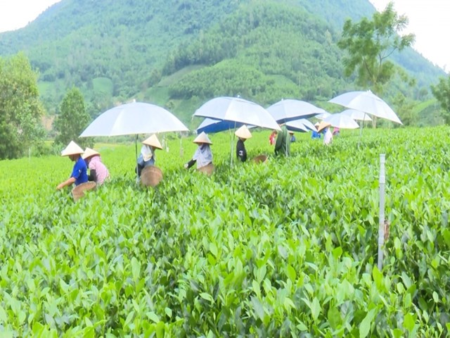 Th&aacute;i Nguy&ecirc;n ch&uacute; trọng đến chế biến s&acirc;u, đẩy mạnh thu h&uacute;t doanh nghiệp đầu tư chế bi&ecirc;n đa dạng h&oacute;a c&aacute;c sản phẩm ch&egrave;.