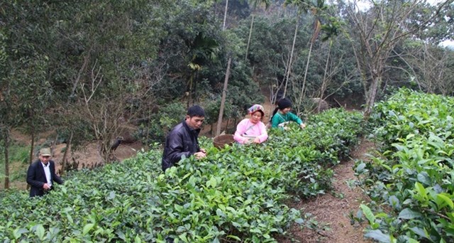 Diện t&iacute;ch trồng ch&egrave; mới nằm trong dự &aacute;n &ldquo;Trồng v&agrave; sản xuất, chế biến ch&egrave; xanh chất lượng cao&rdquo; của huyện Như Xu&acirc;n.