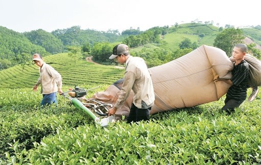 Thu hoạch ch&egrave; tại v&ugrave;ng ch&egrave; đặc sản tỉnh Ph&uacute; Thọ