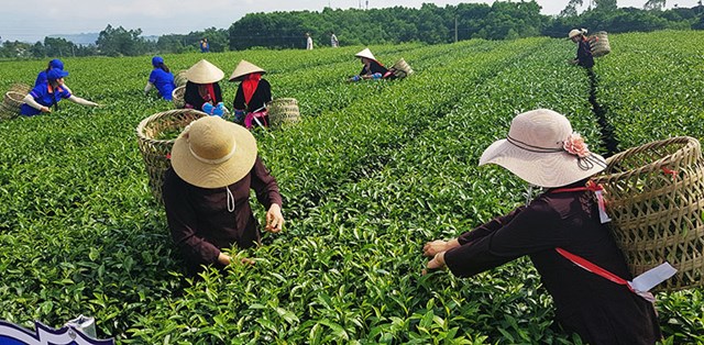 C&acirc;y ch&egrave; một trong những c&acirc;y trồng chủ lực trong ng&agrave;nh sản xuất n&ocirc;ng nghiệp huyện Hải H&agrave; (Quảng Ninh)