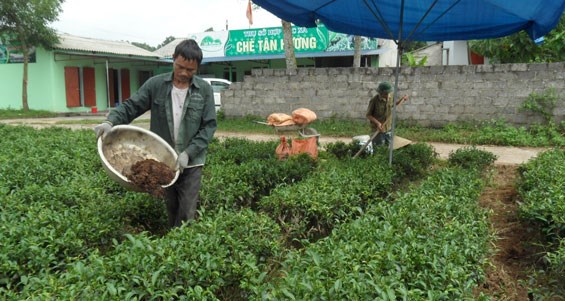 L&#224;m thế n&#224;o để c&#226;y ch&#232; cho năng suất cao? - Ảnh 2