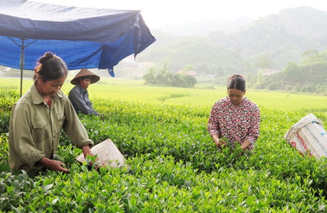 Bật m&#237; kỹ thuật trồng ch&#232; - Ảnh 1