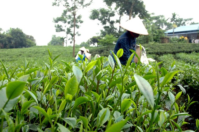 Tỉnh Th&aacute;i Nguy&ecirc;n x&aacute;c định ch&egrave; l&agrave; c&acirc;y trồng chủ lực để n&ocirc;ng d&acirc;n ph&aacute;t triển kinh tế, l&agrave;m gi&agrave;u.