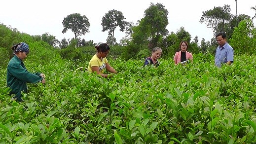 Huyện Văn Chấn, tỉnh Y&ecirc;n B&aacute;i triển khai c&aacute;c ch&iacute;nh s&aacute;ch hỗ trợ ph&aacute;t triển sản xuất kinh doanh chế biến ch&egrave; giai đoạn 2021 - 2025