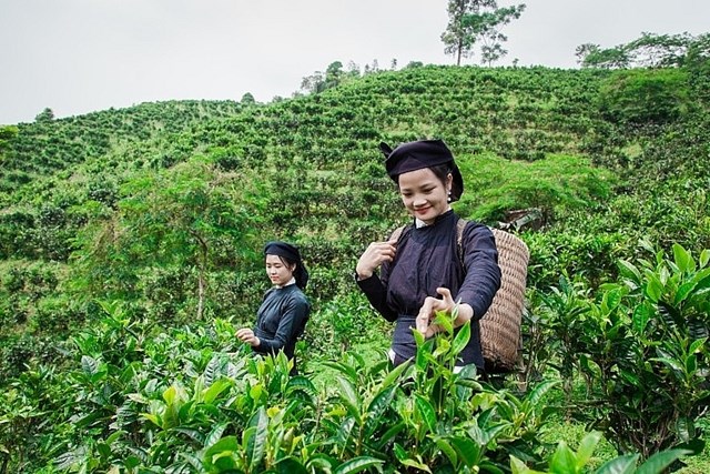 Bắc Kạn tập trung ph&aacute;t triển chế biến sản phẩm ch&egrave;