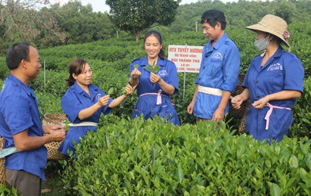 Chị Trần Thị Tuyết (người đứng giữa), Gi&aacute;m đốc HTX Tuyết Hương trao đổi c&ugrave;ng c&aacute;c th&agrave;nh vi&ecirc;n HTX l&agrave;m sản phẩm Minh T&acirc;m Tr&agrave; v&agrave; Bảo L&acirc;m Tr&agrave; - Sản phẩm được cấp Chứng nhận đạt sản phẩm OCOP 4 sao.