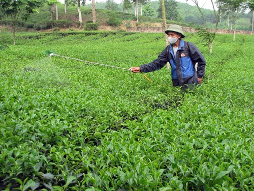 &Ocirc;ng An Văn Tiếp - khu Ngọc Đồng (x&atilde; Thục Luyện, huyện Thanh Sơn) chăm s&oacute;c đồi ch&egrave; của gia đ&igrave;nh.