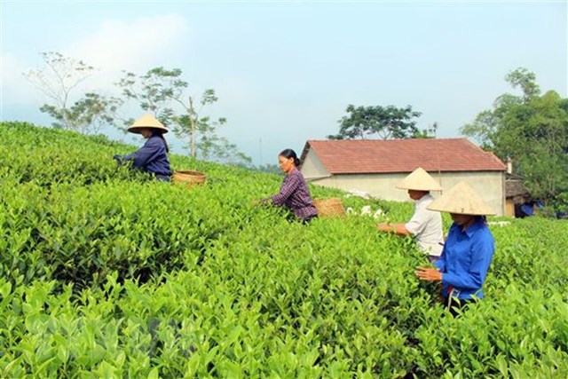 Để thương hiệu ch&#232; Việt Nam c&#243; chỗ đứng! - Ảnh 1