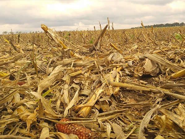 Sản phẩm phụ từ thu hoạch ng&ocirc; được gọi l&agrave; "corn stover"