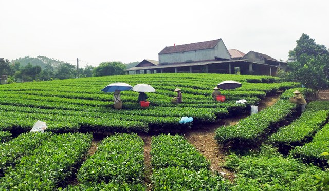 Diện t&iacute;ch ch&egrave; ở x&atilde; Xu&acirc;n Lương kh&ocirc;ng ngừng mở rộng. Ch&egrave; được sản xuất theo ti&ecirc;u chuẩn VietGAP.