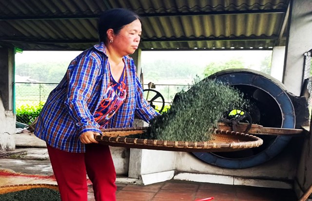 Sau c&ocirc;ng đoạn sao, người d&acirc;n cho ch&egrave; v&agrave;o sảy để loại bỏ những l&aacute; vụn.