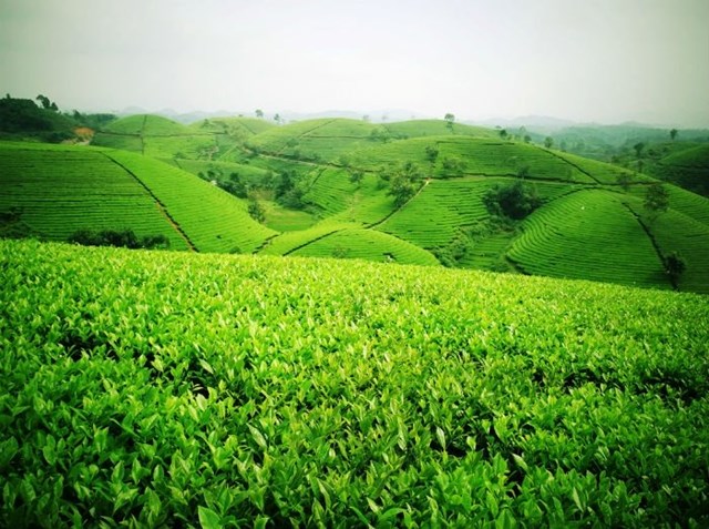 Đồi chè xanh ở Phú Thọ