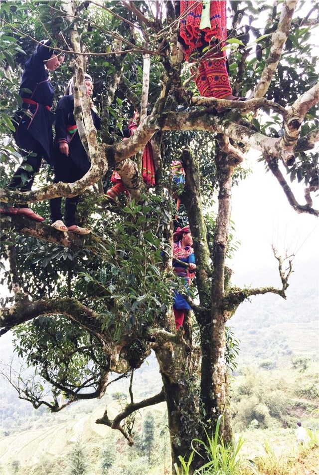 Những cây trà búp tím ở núi Chiêu Lầu Thi, Hà Giang đã được Công ty cổ phần trà Bách Shan Hà Giang (Bashtea) chế biến theo dây chuyền công nghệ hiện đại của Đài Loan và bán với giá 2.400.000 đồng/kg. Ảnh: Trần Lê Trung