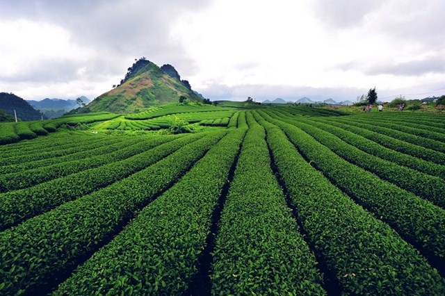 Chè Shan tuyết. Ảnh: VTV.