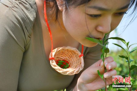 Một cô gái đang hái nguyên liệu làm trà Trinh Nữ