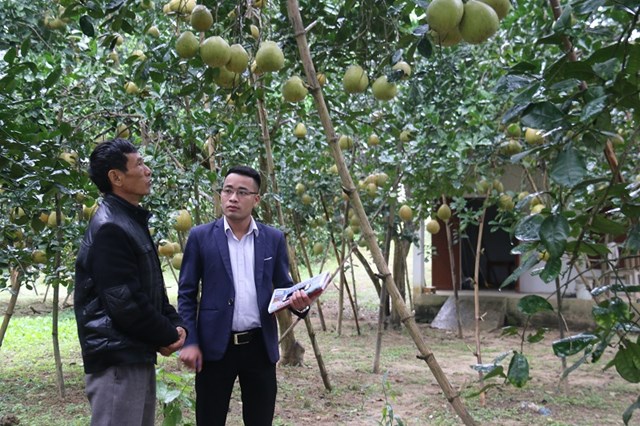 Phóng viên Sơn Thủy trao đổi về quy trình trồng bưởi Sửu với ông Nguyễn Minh Mạch - Giám đốc HTX sản xuất và kinh doanh bưởi xã Chí Đám.