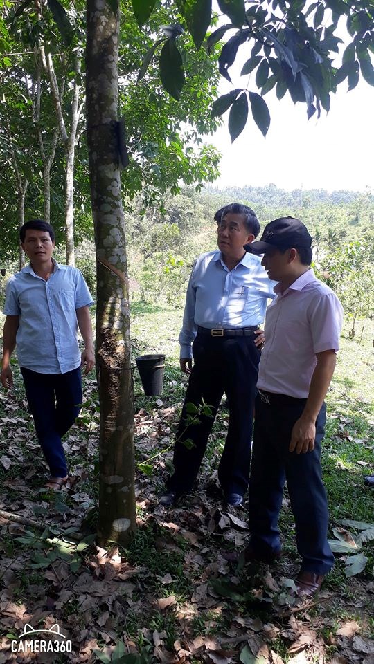 Chủ tịch HĐQT Phạm Trung Thái cùng đoàn công tác thăm vườn cây tại Nông trường cao su Quế Phong