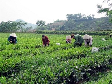 B&oacute;n ph&ugrave; hợp với kh&iacute; hậu, đất đai v&agrave; đặc t&iacute;nh của c&acirc;y