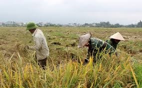 Bộ N&#244;ng nghiệp v&#224; Ph&#225;t triển n&#244;ng th&#244;n: Chỉ đạo sản xuất vụ m&#249;a, h&#232; thu ph&#237;a Bắc - Ảnh 1