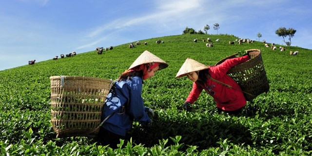 T&#236;m c&#225;ch vực dậy ng&#224;nh sản xuất ch&#232; bị ảnh hưởng do dịch Covid 19 - Ảnh 1