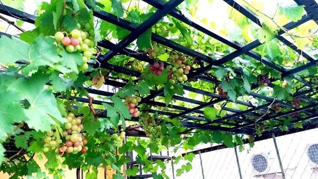Khu vườn của gia đ&igrave;nh anh Ng&ocirc; Đức Ch&iacute;nh (39 tuổi) nằm tr&ecirc;n s&acirc;n thượng của căn nh&agrave; 4 tầng ở Quận 10, TP.HCM.