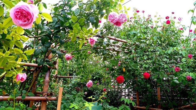 Ở khu vực c&ograve;n lại, anh Ch&iacute;nh trồng rất nhiều loại hoa. Nhưng nhiều nhất l&agrave; hoa hồng.