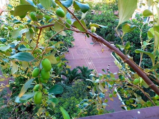 Mỗi ng&agrave;y, sau khi c&ocirc;ng việc kinh doanh qu&aacute;n phở ho&agrave;n tất, anh d&agrave;nh khoảng 2-3 tiếng để chăm s&oacute;c khu vườn của m&igrave;nh.