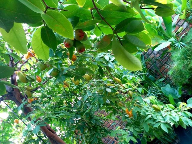 Được trồng từ c&aacute;ch đ&acirc;y 4 năm, hiện nhiều loại c&acirc;y đ&atilde; ra tr&aacute;i, sai l&uacute;c lỉu.