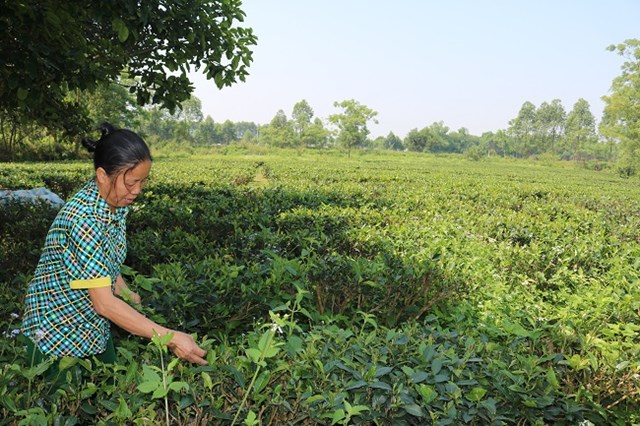 Bà Nguyễn Thị Hòa bên vườn chè cho năng xuất cao của gia đình